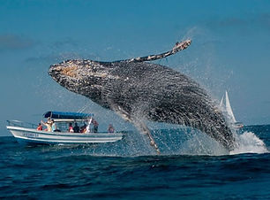 ballena.jpeg