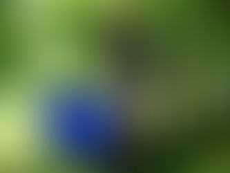 Verkių rūmų parkas – miesto erdvė, kurioje puoselėjama gamtinė įvairovė