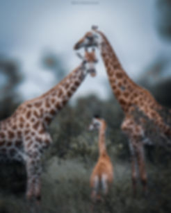 Giraffe Family