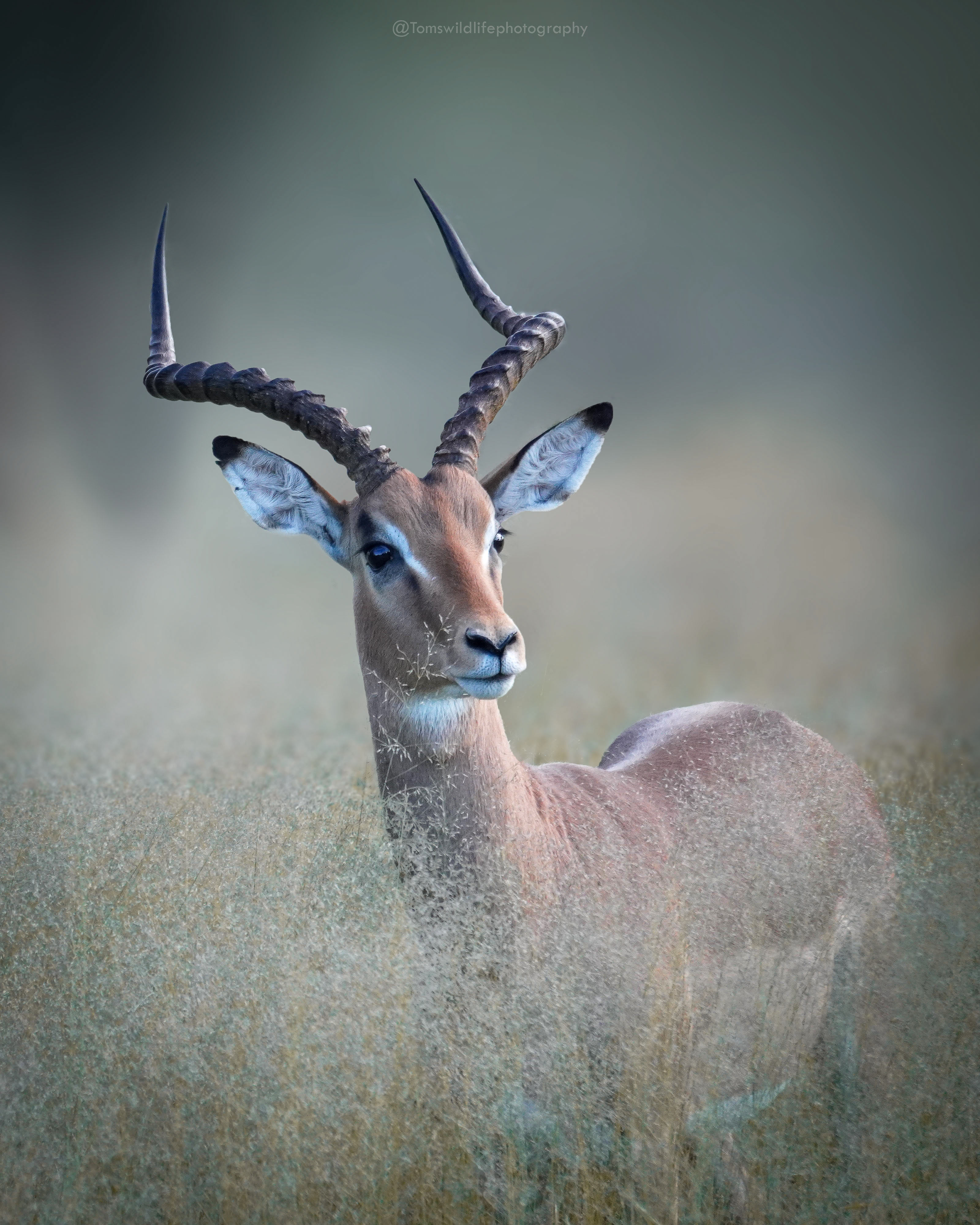 Impala male