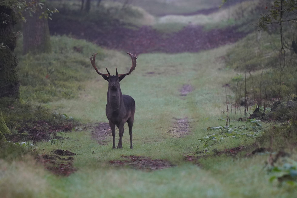 Avondexcursie: Wild spotten op de Veluwe