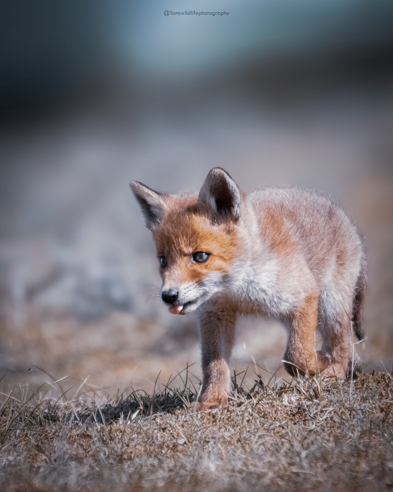 Baby Fox