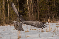 Great grey Owl