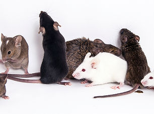 souris.jpg