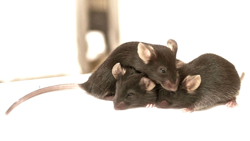 souris01