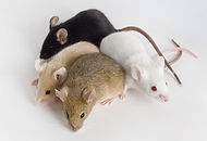 souris02.jpg