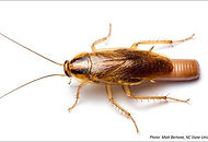 german_cockroach_female_ootheca_bertone.jpg
