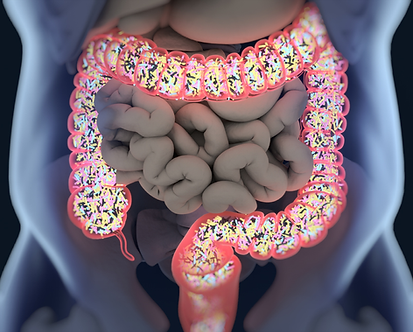 gut
