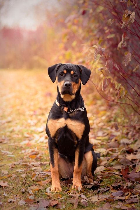 A rottie rescue puppy in fall from the orangeville scpa