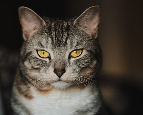 A grey tabby cat with golden eyes in milton