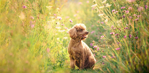 A mini poodle sitting among summer flowers in caledon