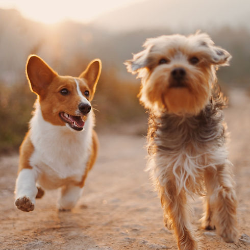 Dog Friends_edited.jpg