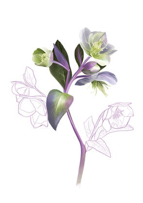 Illustration of watercolor purple hellebore flowers mixed with line drawing flowers.