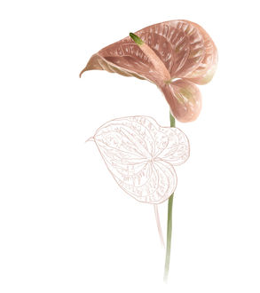 Illustration of watercolor pink anthurium flower mixed with a line drawing flower.