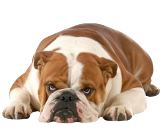 NILTO TATTO PL433 - 0005.png
