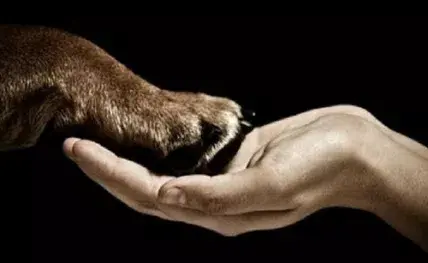 Artigo: Bioética e Direitos dos Animais