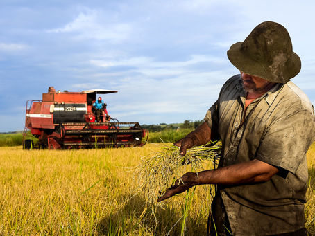 ARTIGO: QUEM ALIMENTA O BRASIL