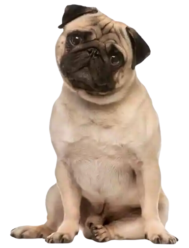 NILTO TATTO PL433 - 0002.png