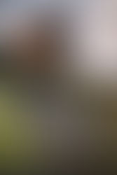 Coben Harlan: Ich vermisse dich