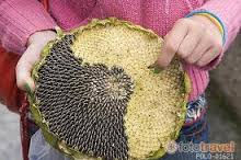 Thumbnail: SEMILLAS DE GIRASOL