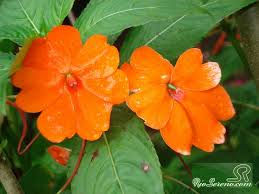 Thumbnail: FLORES DE DIVERSA VARIEDAD