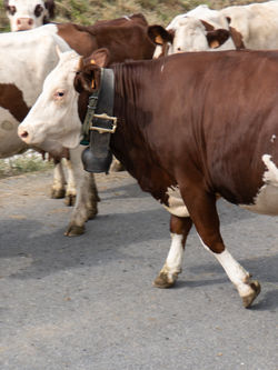 There's always cows