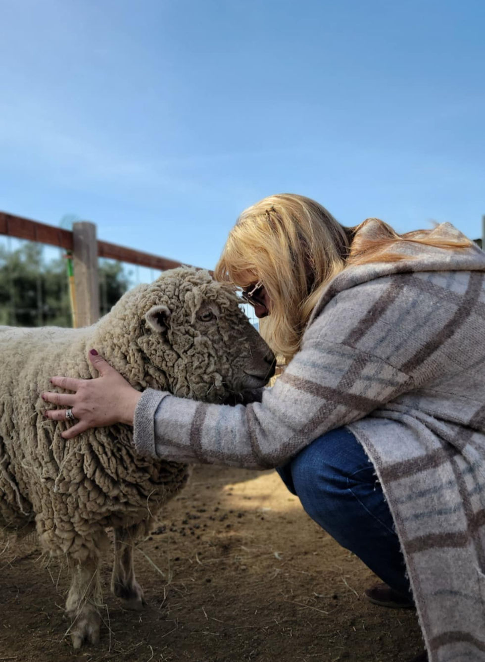 Sharing a moment with a sheep