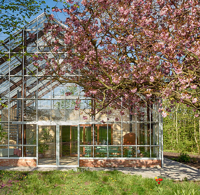 Blomstrende japansk kirsebær.JPG