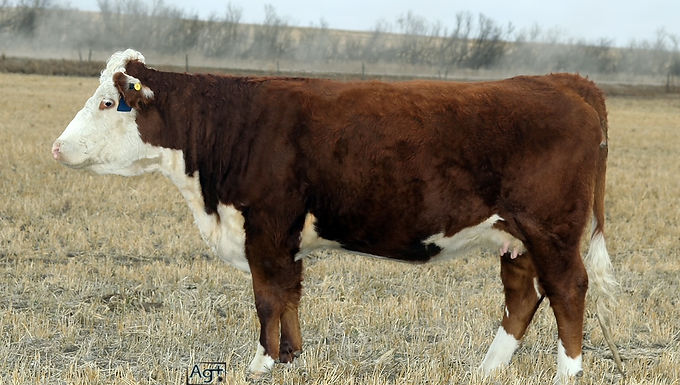 Polled Hereford 16J
