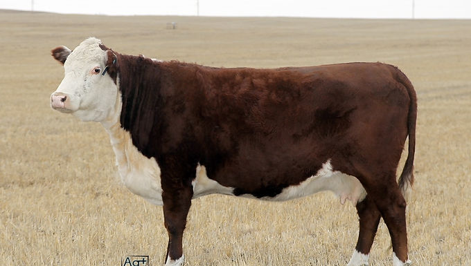 Polled Hereford 18D