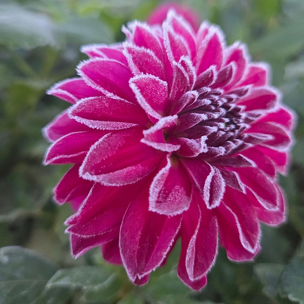 Dahlia’s Kiss