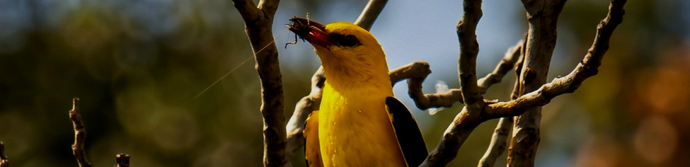 Eurasian Golden Oriole_edited.jpg