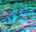Abalone