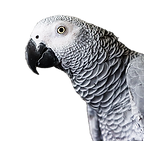 gray and black bird in close up photogra