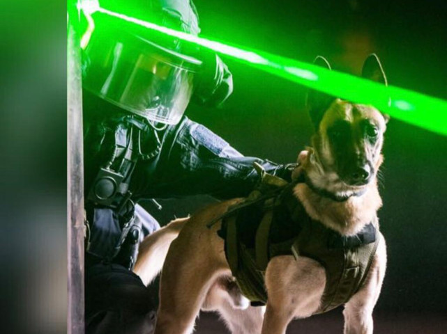 belge malinois laser formation guidée police k9