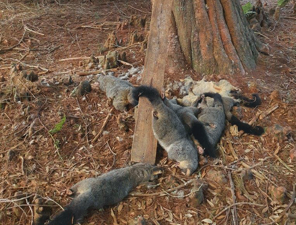 Possums Okay in a Toyota Ad But Not in a Wetland