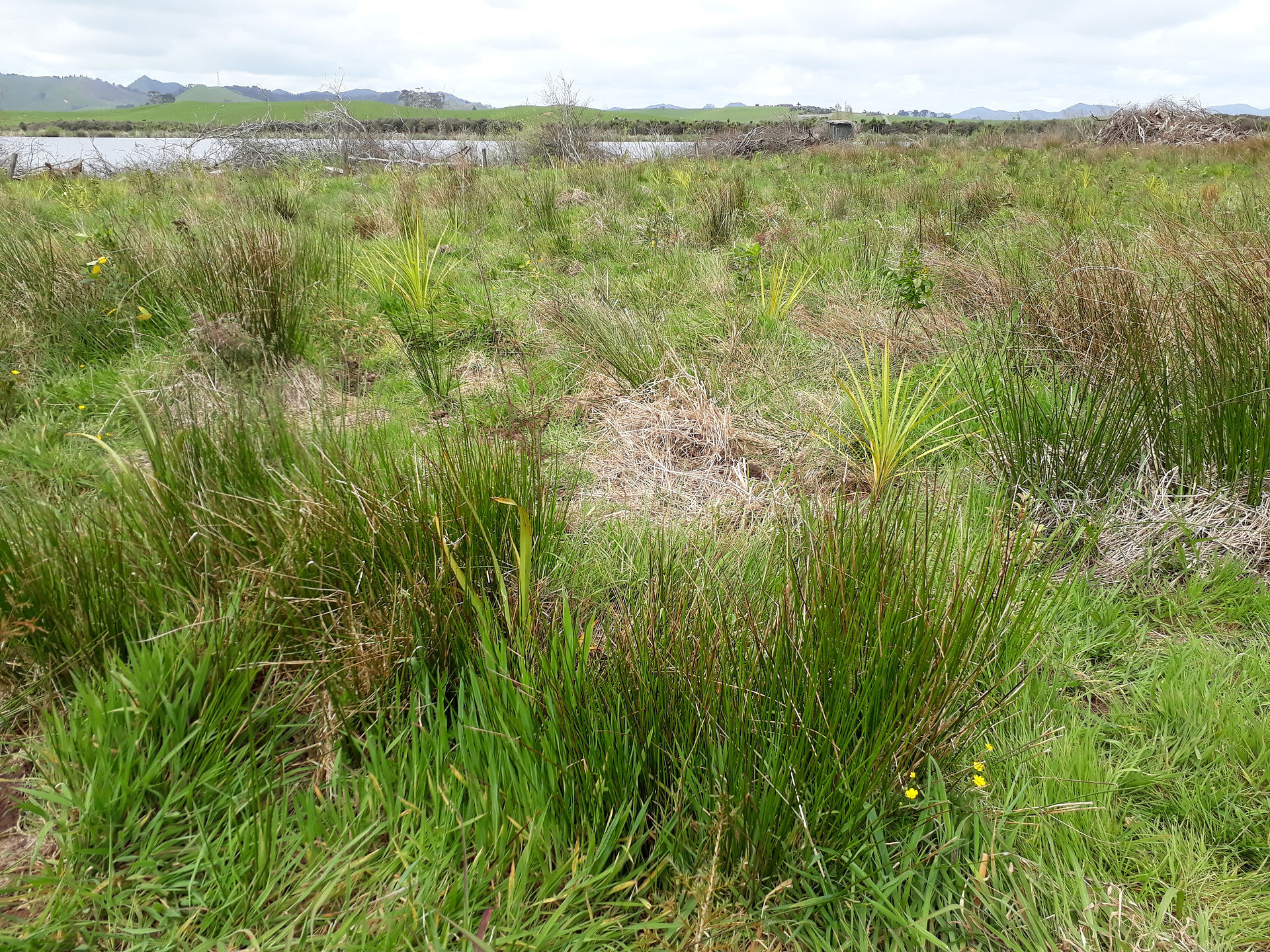 The planting site