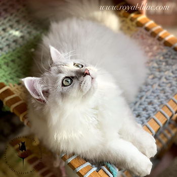 Hektor Royal Lilac_edited.jpg