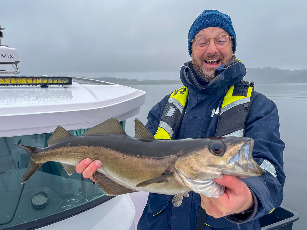Fishing guide holding a pollock during fjord fishing in Stavanger Norway