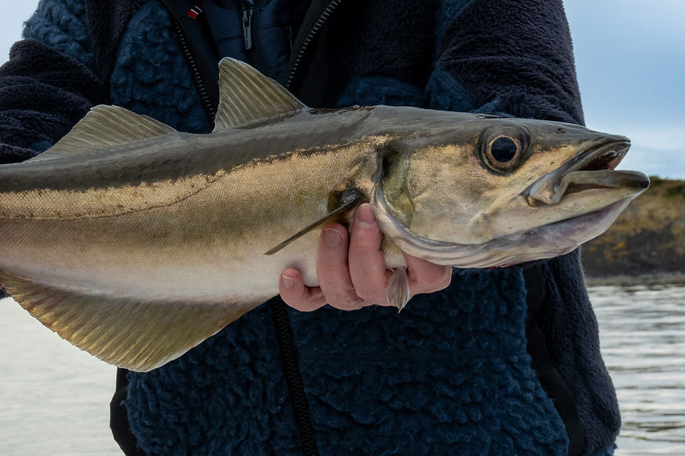Large pollack caught during a private fishing tour in the calm fjords near Stavanger Norway