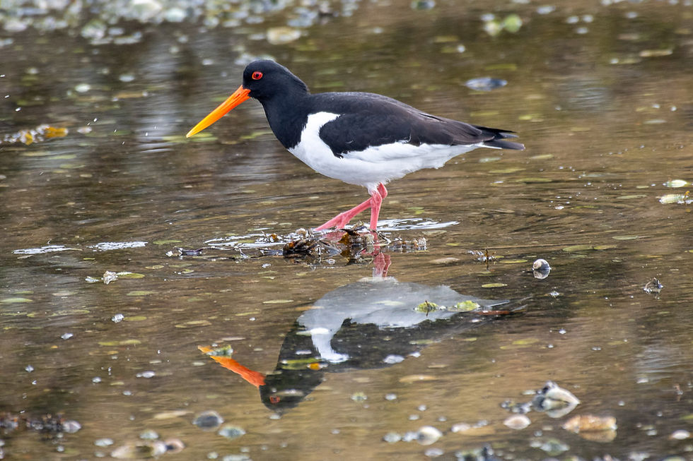 Oystercatcher standing in shallow coastal water near Stavanger, Norway, on a calm fjord shoreline.
