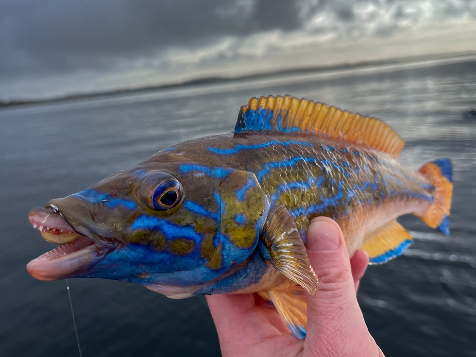 Colorful wrasse caught while fjord fishing in Stavanger Norway