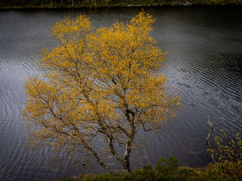 Autumn birch tree reflected in a mountain lake near Ramsstoknuten in Ryfylke