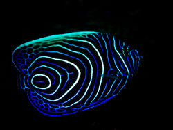 Juvenile Emperor Angelfish