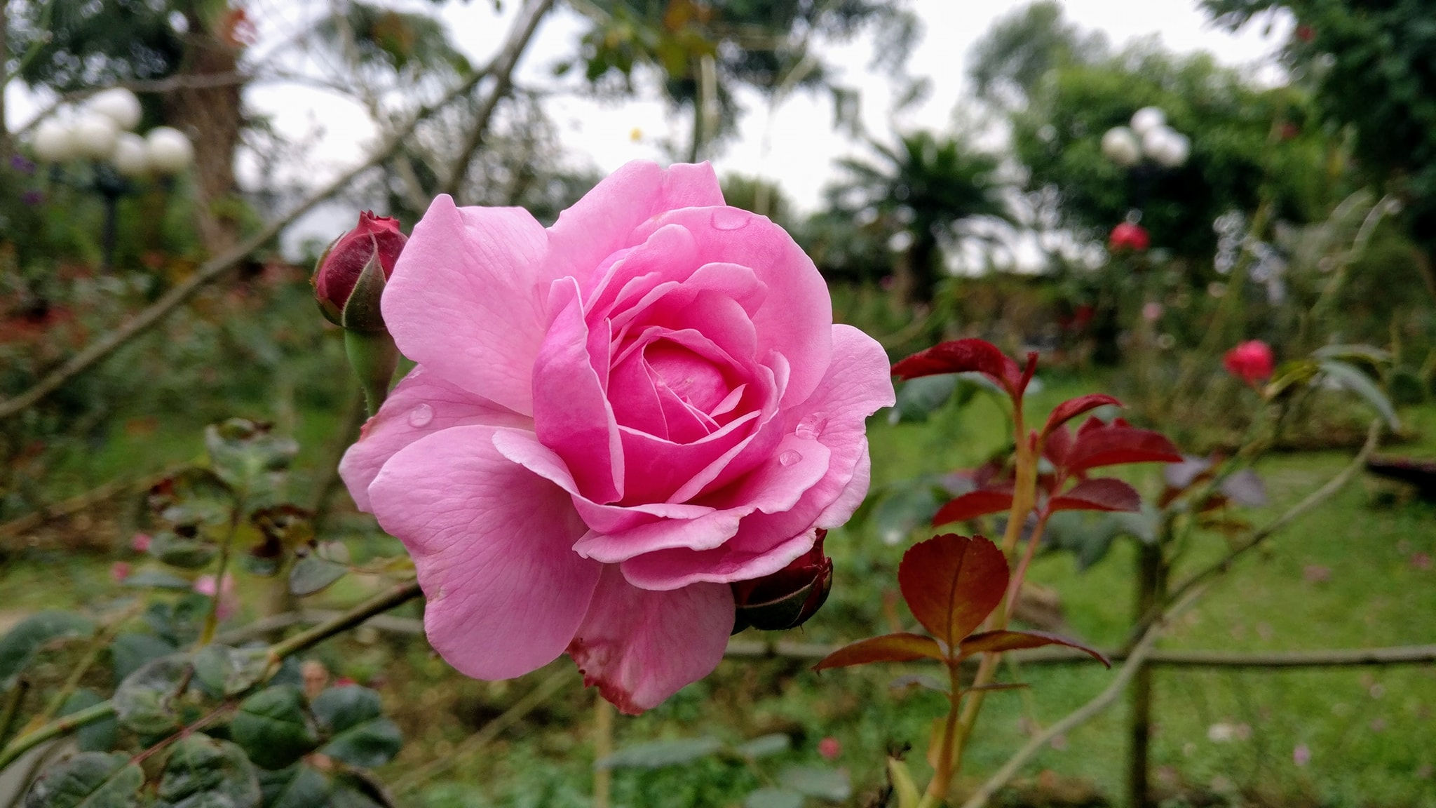 Hoa Hồng Bishop Castle