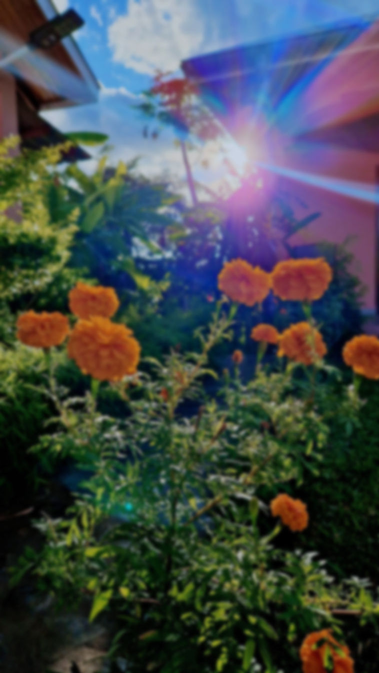 Jardin Fleuri de Lety Nosy Be