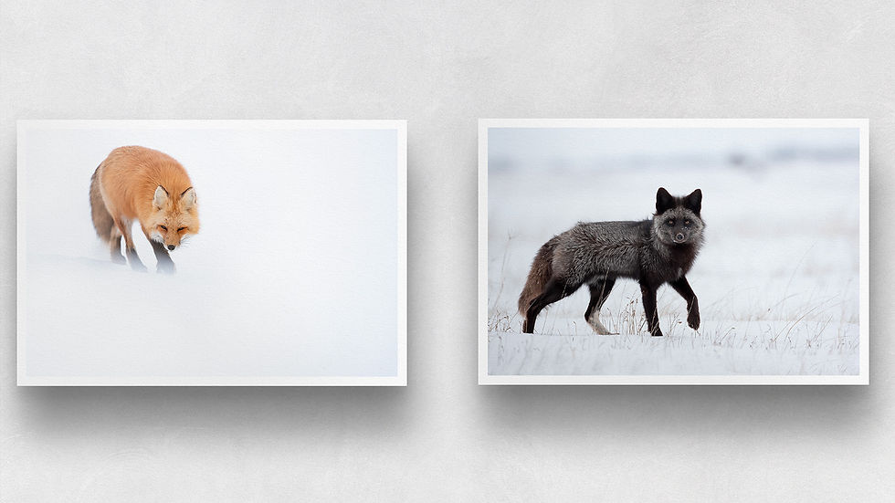 Miniature : Cartes de vœux Renards (x5)