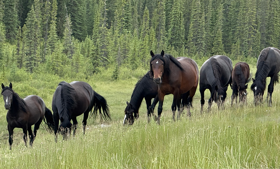 herd.png