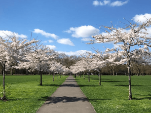 Londoner’s Top 5 Dog Friendly Park Choice