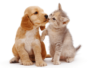 Do Dogs and Cats Really Hate Each Other?